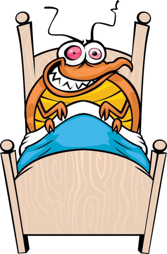 Bed bug photos clipart images 
