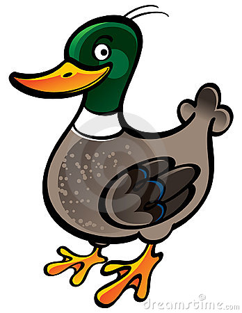 Duck cliparts