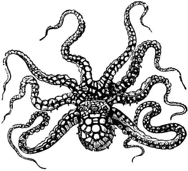 Octopus horridus  clipart