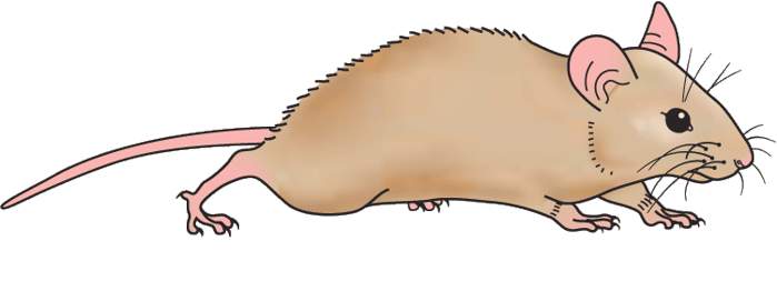 Mouse rat clipart
