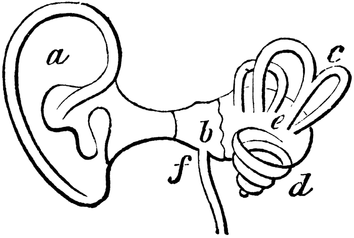 Picture of ear clipart 2