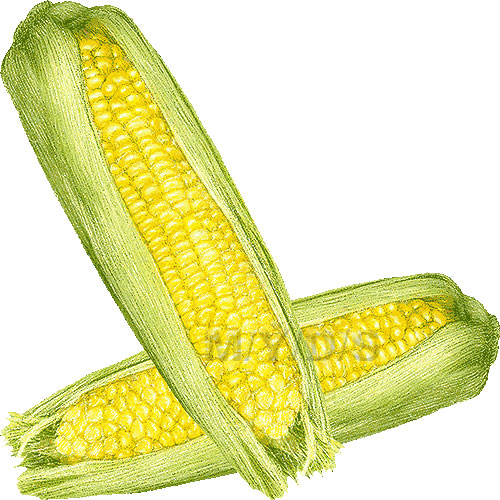 Maize corn clipart free clip art