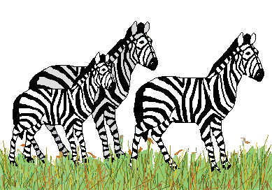 Zebra clip art three zebras in grass 1