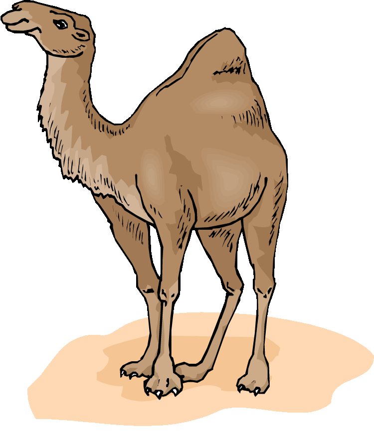 Camel clipart 2