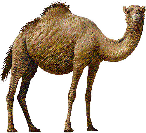 Camel clipart 5