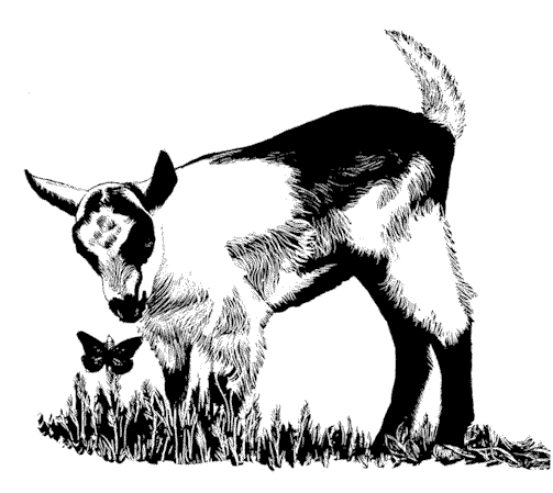 Boer goat clip art 6