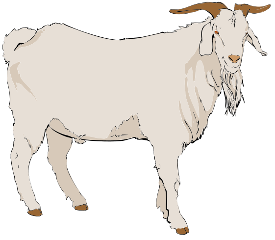 Boer goat clip art