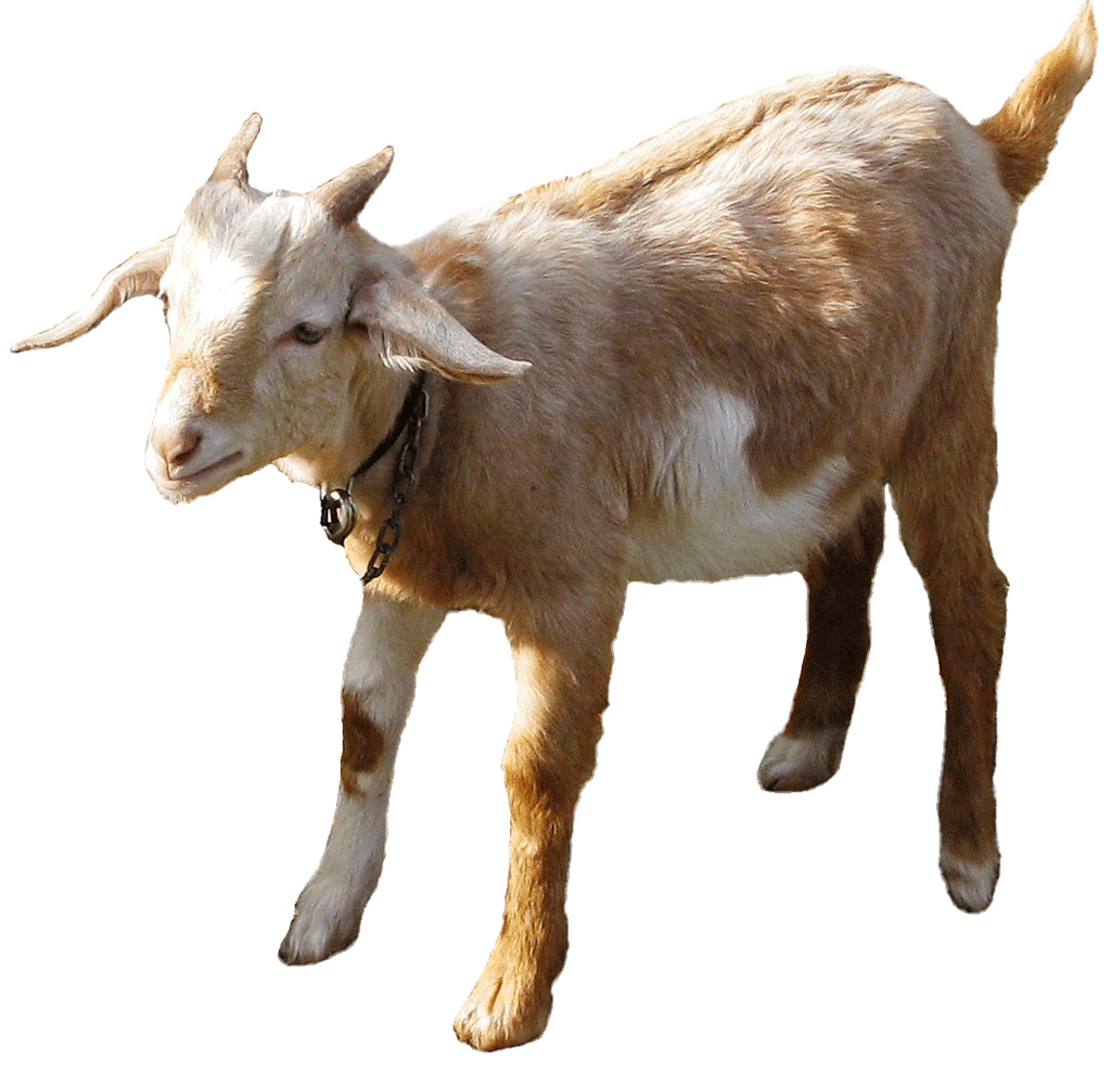 Young goat clipart cm photo sharing