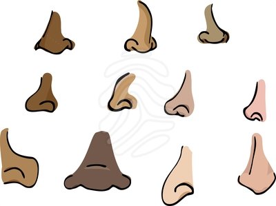 Brown nose clipart