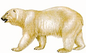 Polar bear clipart  2