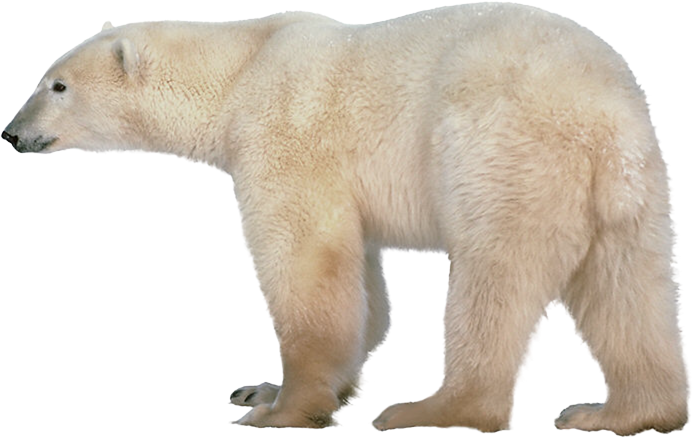 Polar bear clipart 4
