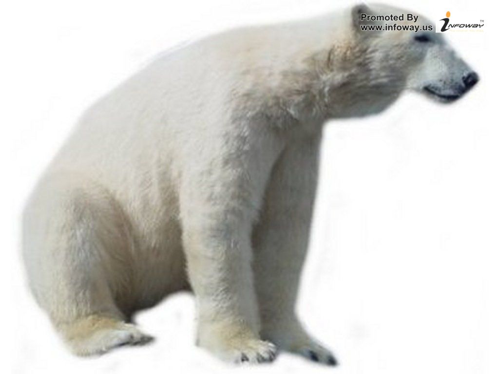 Polar bear picture photo of clipart