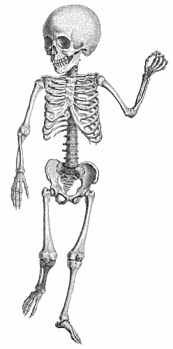 Free skeleton clipart public domain halloween clip art images