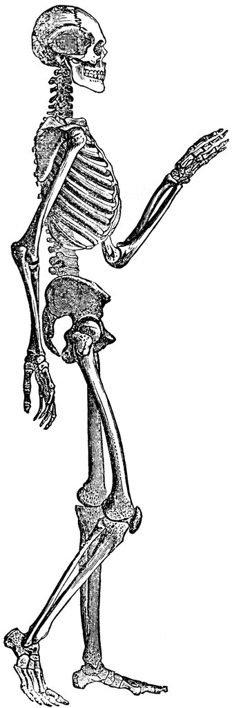 Human skeleton clipart etc 3