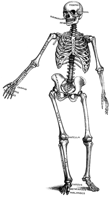 Human skeleton clipart etc 4