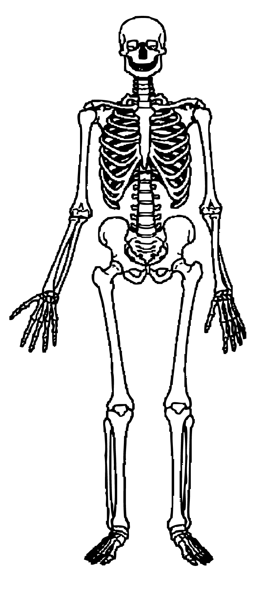 Skeleton cliparts