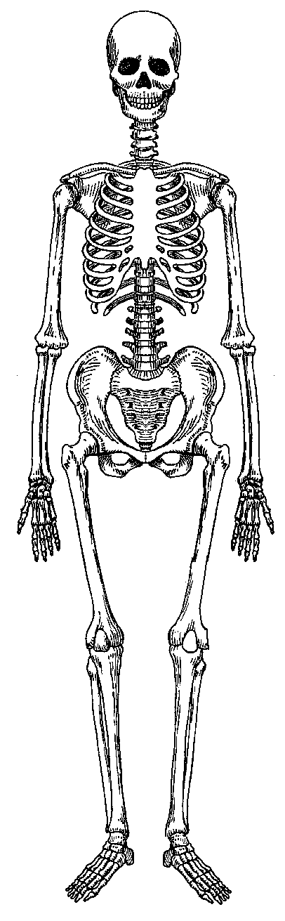 Skeleton skeletal system clipart