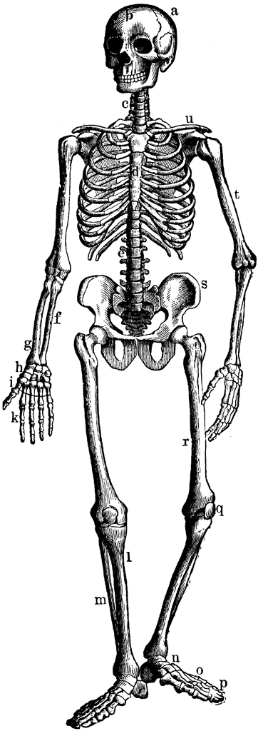 The bony and cartilaginous skeleton clipart etc
