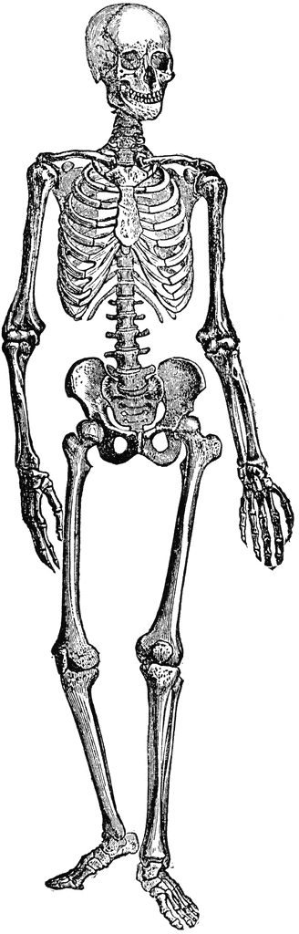 Top human skeleton art images for clip art