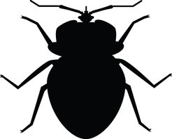 Bedbug clipart free clipart images