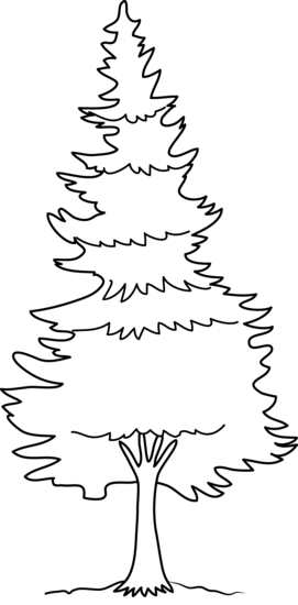 Pine tree coloring page free clip art