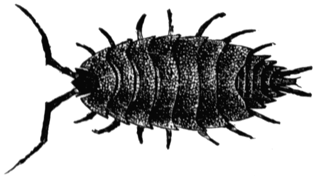 Sow bug clipart etc