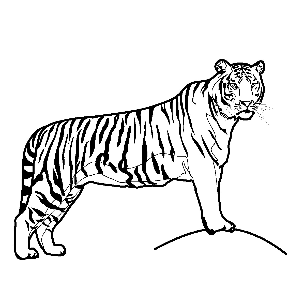 Baby tiger clip art baby animals tiger free clipart images
