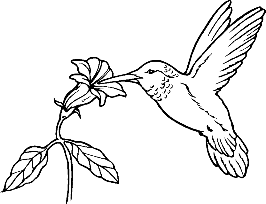 Hummingbird clipart 10