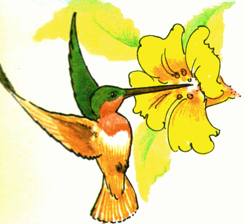 Hummingbird clipart free clipart images