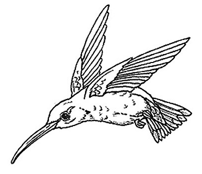 Hummingbird humming bird drawings clipart