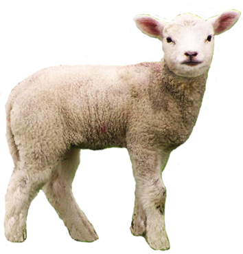 Lamb animal clip art