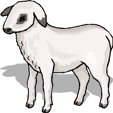 Lamb sheep clip art