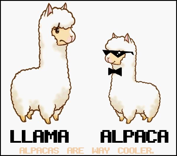 Cartoon alpaca vs llama clipart free clipart alpacas and