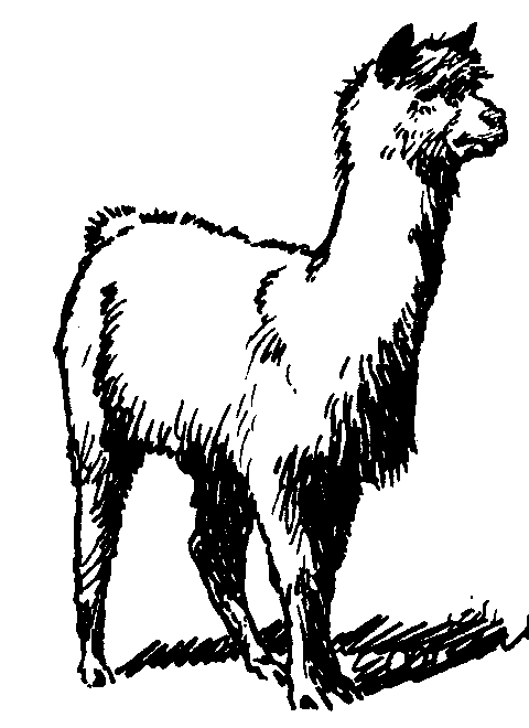 Llama all cliparts lama clipart