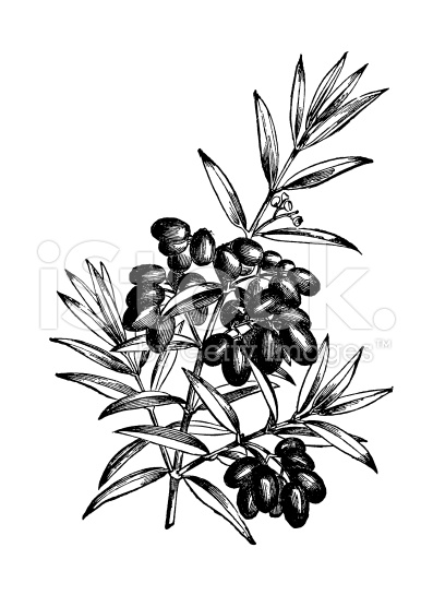 Mediterranean olive tree branch with fruits illustration vintage clip art