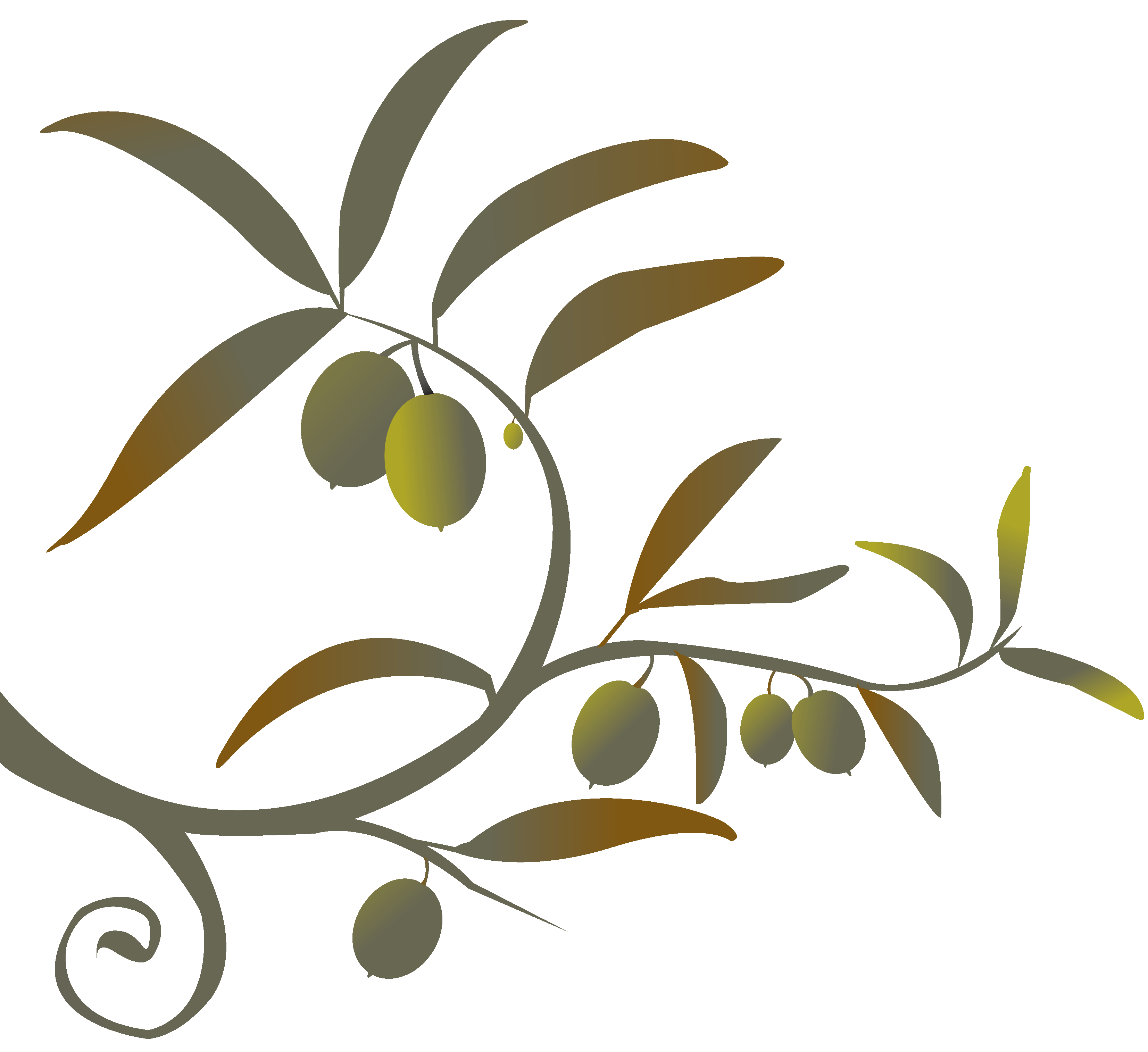 Olive branch drawing clip art clipart 2