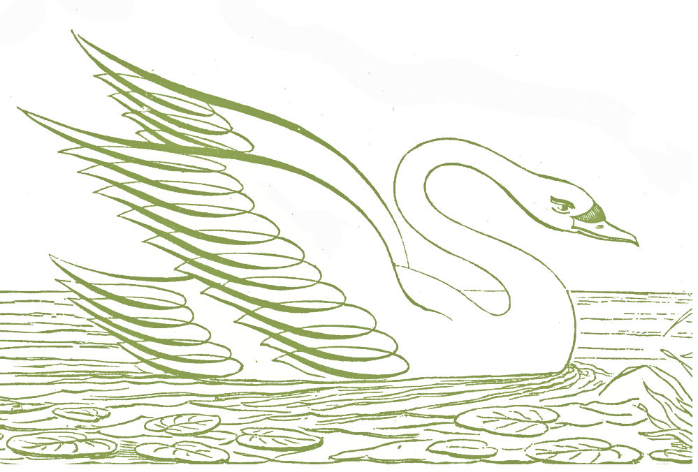 Antique clip art pen flourished swan birds tree the graphics