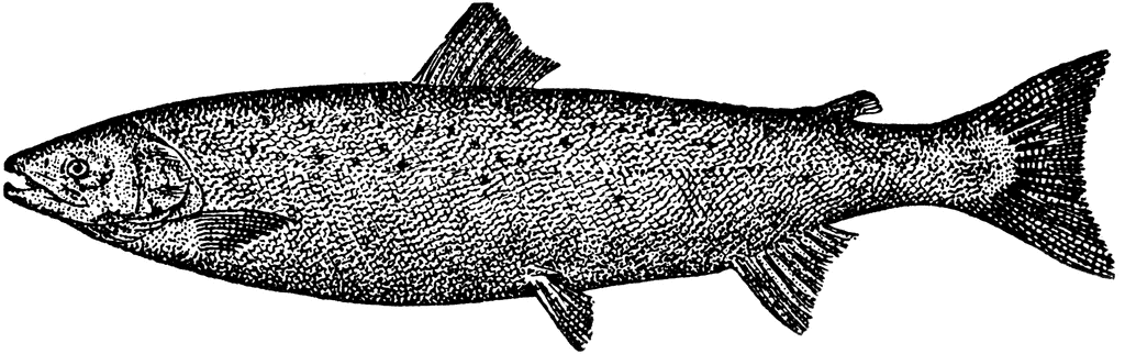 Atlantic salmon clipart etc 2