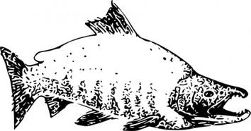 Chinook salmon clip art free vector animals vectors
