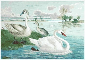 Free mute swan clipart free clipart graphics images and photos
