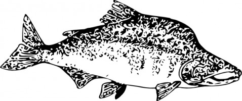 Free salmon fish clip art free vector for free download about 5