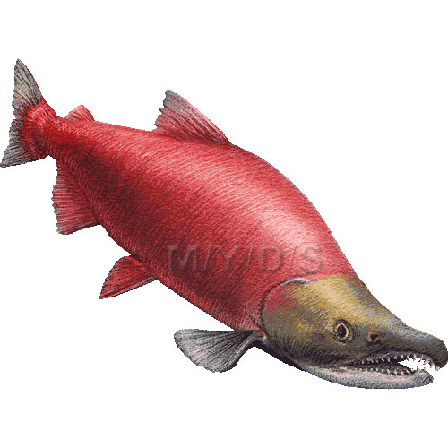 Red salmon sockeye salmon blueback salmon clipart graphics free 2