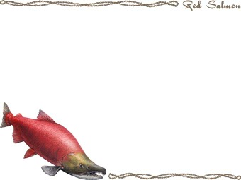 Red salmon sockeye salmon blueback salmon clipart graphics free