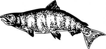 Salmon clip art free vector animals vectors 2