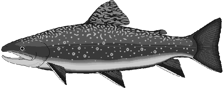 Salmon free black and white fish clipart 1 page of public domain clip art
