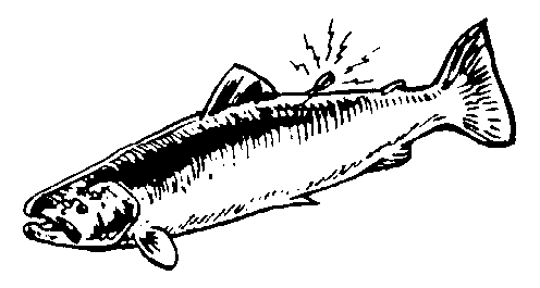 Salmon usssp clipart 
