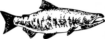 Sockeye salmon clip art free vector animals vectors