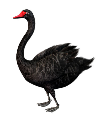 Standing black swan free clip art 0