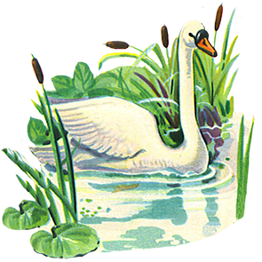 Swan bird clip art