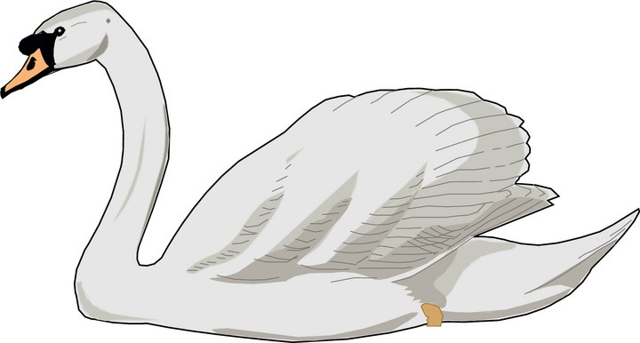 Trumpeter swan clipart